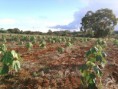 /album/galeria-de-fotos/planta%c3%a7ao-2012-jpg/